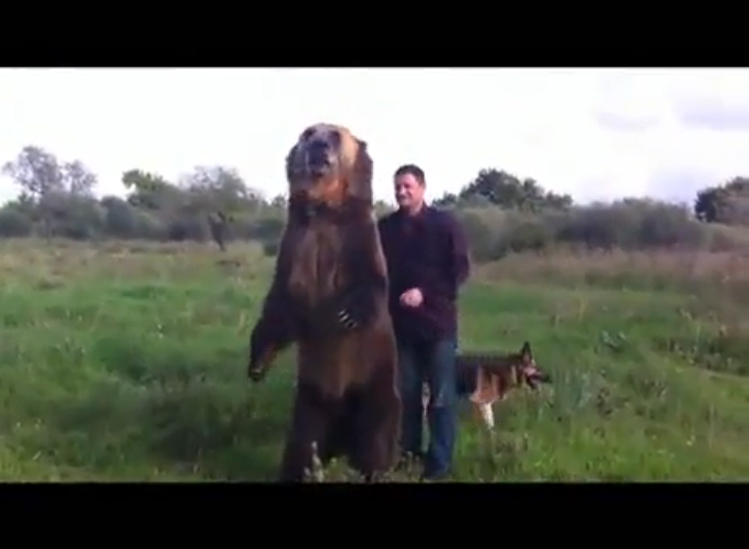 Медведь Хомка) смотреть онлайн