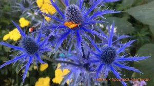 Синеголовник альпийский Биг Блу ? обзор: как сажать, саженцы синеголовники Биг Блу