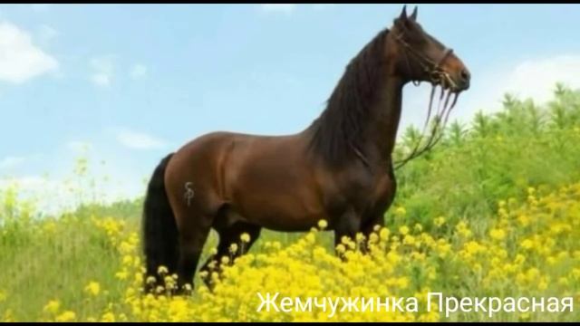 Масти лошадей : гнедая. смотреть онлайн