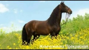 Масти лошадей : гнедая.