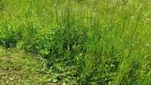 МОТОКОСА FORTE MK-40 КОСИМ ТРАВУ