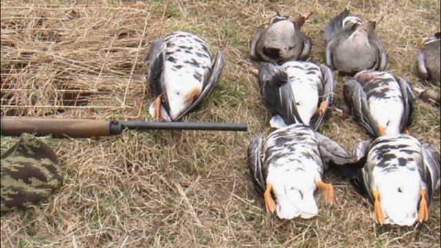 ? КАК ПОДМАНИТЬ ГУСЯ ВЕСНОЙ? смотреть онлайн