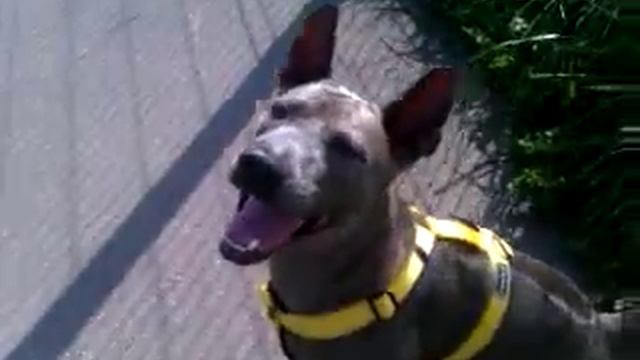 Тайский риджбек Тая флешмоб смотреть онлайн