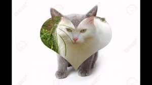 Русская белая (Russian White Cat) породы кошек( Slide show)!