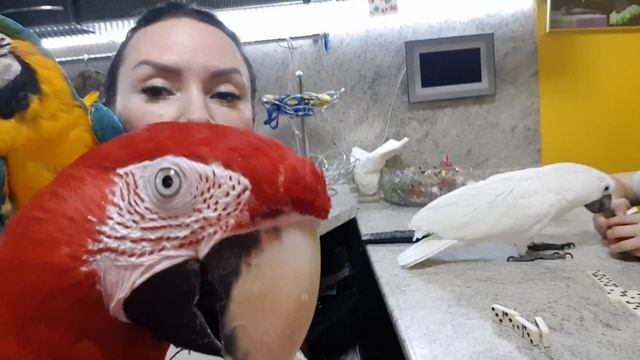 Семья,домино и попугаи. Гиацинтовый Ара,какаду Соломошка,попугай ара,попугай играет,какаду Соломон смотреть онлайн