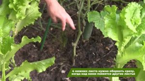 20 лет спустя: Юлия Беретта выходит замуж за давнего друга