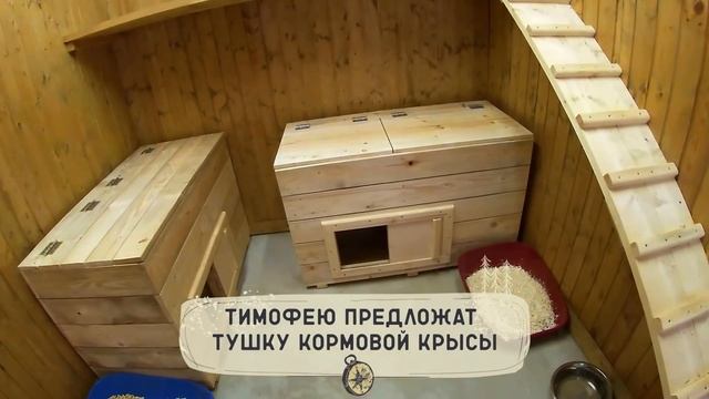 Первое знакомство с манулом Тимофеем ?