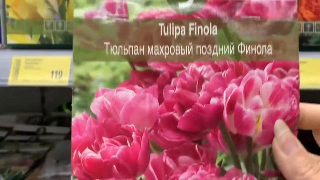 ТЮЛЬПАНЫ? для осени (обзор сортов) осень 2021 магазин КАСТОРАМА. Лучшие голландские луковицы❗️