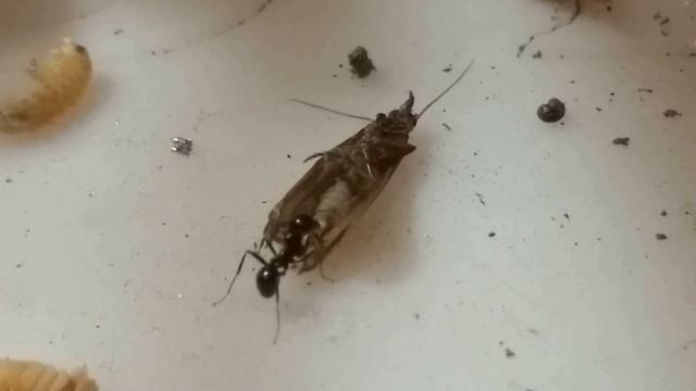 Жизнь в акриле (первая живая добыча - платяная моль) смотреть онлайн