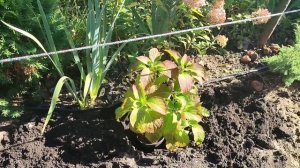 Хвойная композиция. Ландшафтный дизайн своими руками