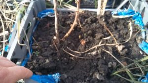 Как сохранился маточный корень малины Поемат, Пшехиба,Мапема, в ящиках на улице!