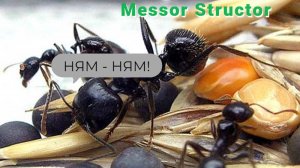 Содержание муравьёв - жнецов дома (Messor Structor)