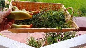 Никогда! Больше не буду тратить место, время и силы на этот томат! Кубинский черный перцевидный!