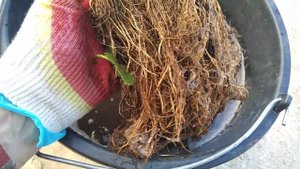 Как определить, хорошая рассада клубники фриго, или Вас обманули!