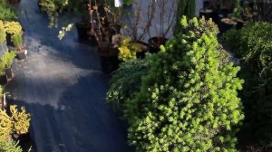 Питомник растений Garden Group в Томске | Дендропарк в Томске | Саженцы из питомника с гарантией