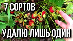 Уже 7 сортов земляники. 2 июля.