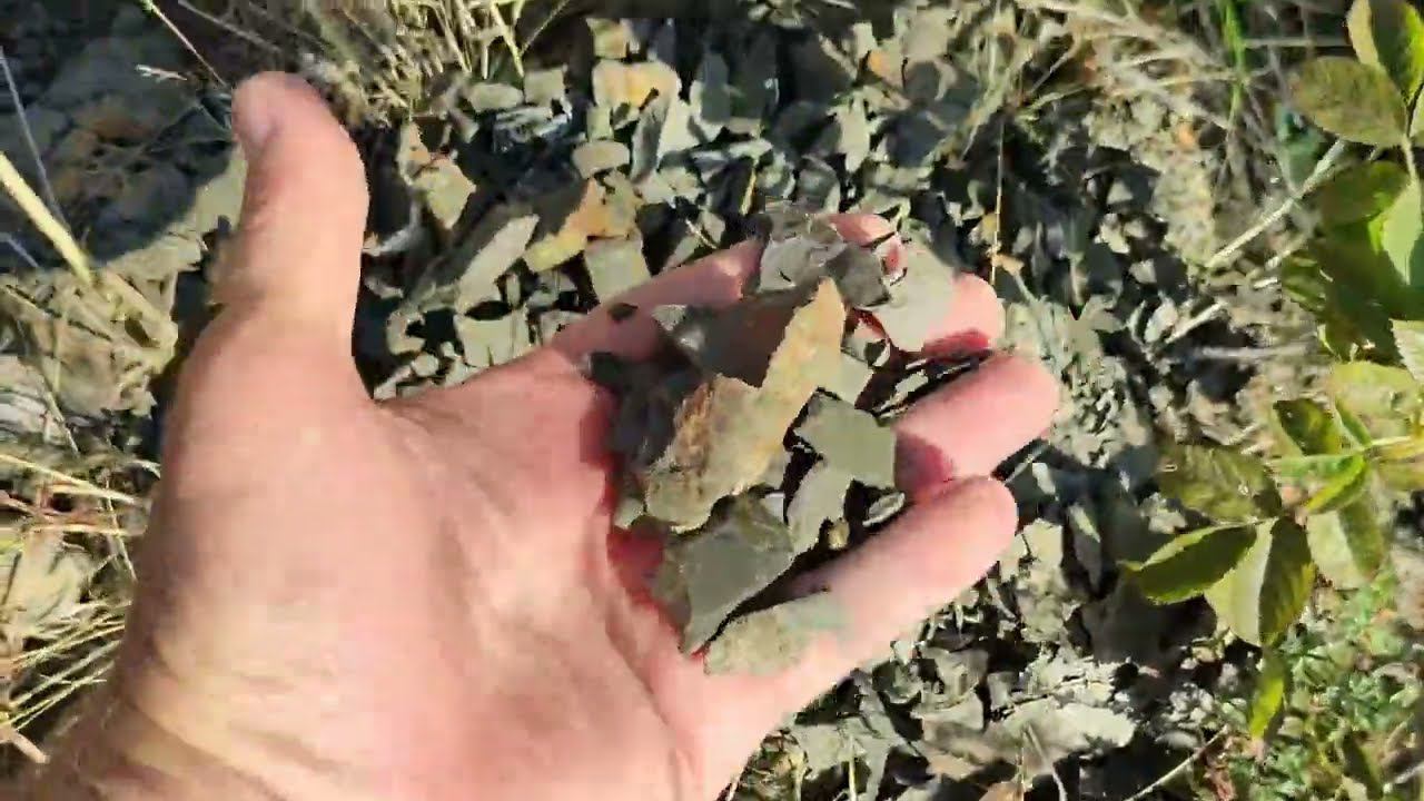 Лесосад в горах без полива, жарким летом!