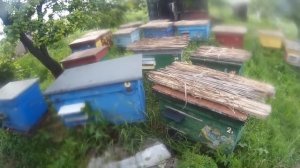 Что делать если матка не облетелась. Вопрос подписчика.