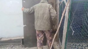 Лиса в курятнике