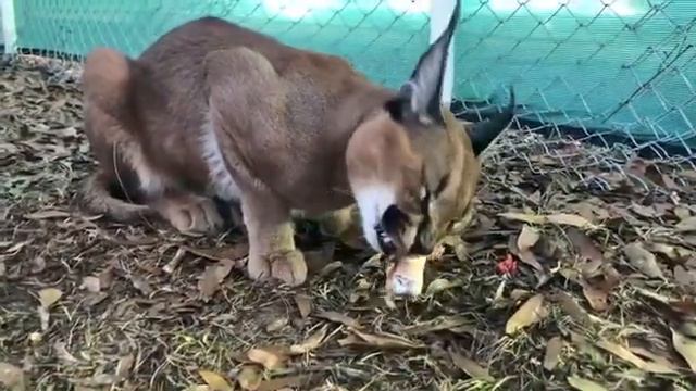 Caracal crunching chicken bone смотреть онлайн