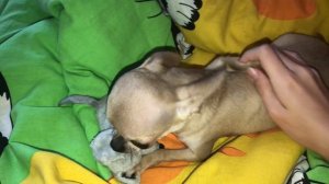 Злая чихуахуа по кличке ФЛЕКСИ страшно!