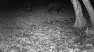 Свиньи на солонце. Борьба за солонец и попытка размножаться.