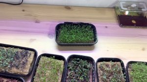 Микрозелень, купили свет белый 4000 К