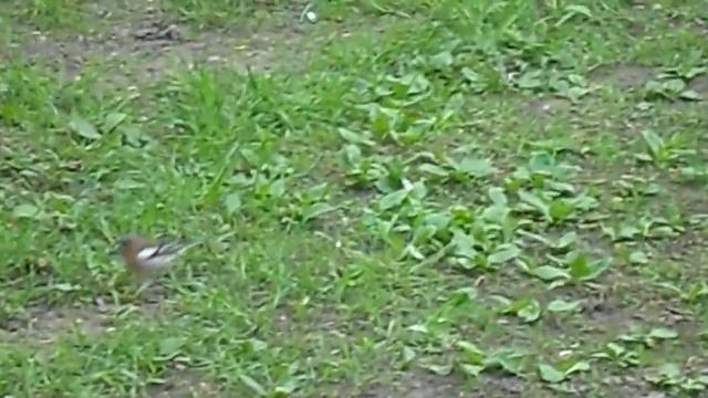 Зяблик самец смотреть онлайн