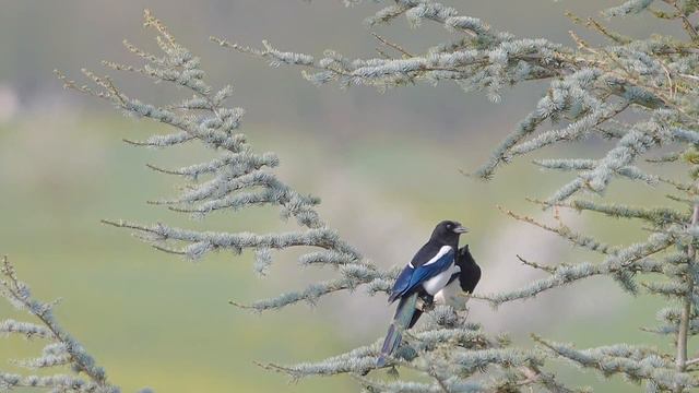 животные ,птицы и прелесть природы смотреть онлайн