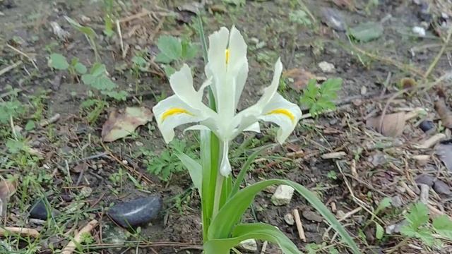 Лесной Нарцисс , Ирис и Шафран смотреть онлайн