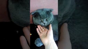 Мой кот заболел