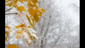 Клен ты мой опавший...