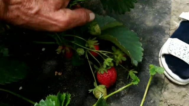 Первые сборы клубники Крапо 10,Шарлота, Купчиха, Альбион. смотреть онлайн