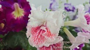 И снова красавцы с характером. Стрептокарпусы  в феврале прекрасны!