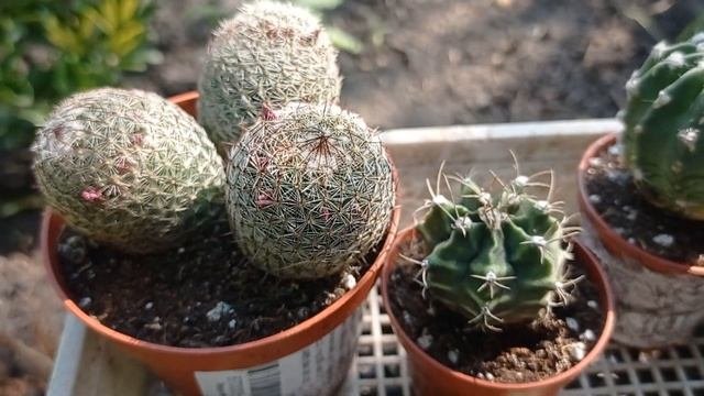 Новинки, кактусы. ??Помогите распознать виды и сорта кактусов. ❤