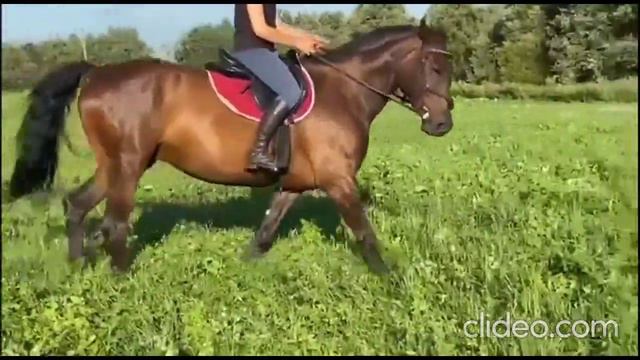 Мерин от Фритса. Арт.: 0038 смотреть онлайн