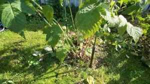 Ремонтантная малина. Уход в конце сезона. Обрезать или нет?