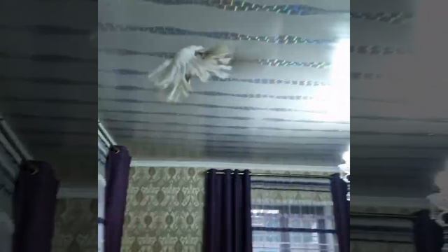 Голуби Хасана Алматы! Вацап. +77017312696. (Розовый Голубь Селекциионый на Показ) 16.11.2022г. смотреть онлайн