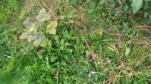 ежевика Вон,даёт поросль(трехлетний куст)