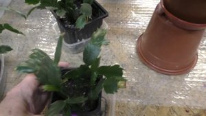 Три основных правила ухода за декабристами после  их первого цветения