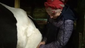 Один из способов определения стельности у коров.