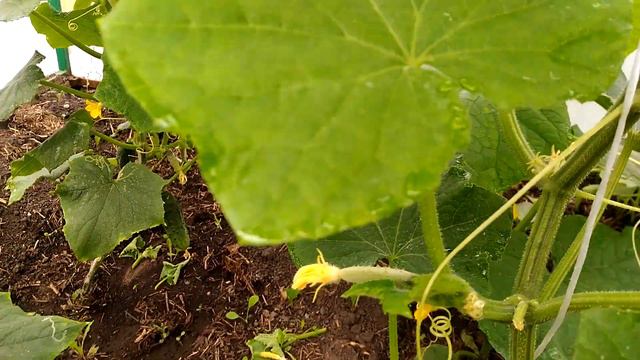 Правильное формирование и пасынкование огурцов смотреть онлайн