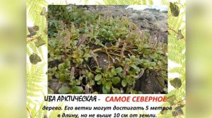 Познавательная минутка "Полна, полна чудес могучая природа"