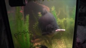 Пиранья (вид.чёрный паку) имя- Menson празднует свой день рождения с колбасой