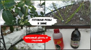 Готовлю розы к зиме.