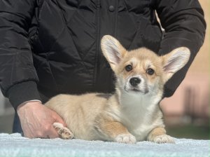 Девочка 1 Нью Тандем А....FURRY LOAF AOLLO THE MUSICIAN x ANDVOL LAMBADA