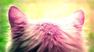 КАК ПОКРАСИТЬ КОШКУ? ГРУМИНГ КОТА или КРАСИМ КОШКУ!