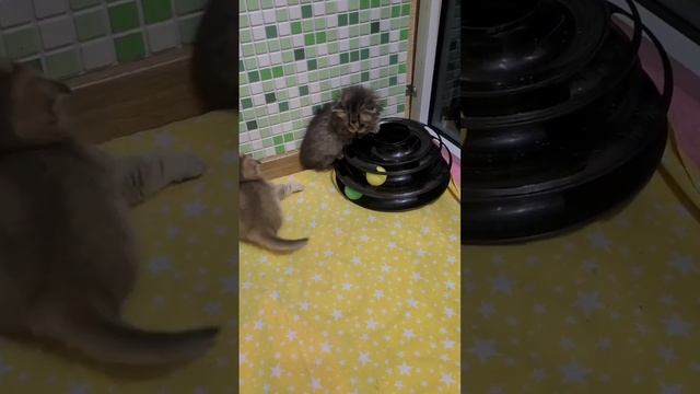 Наши золотые кошечки готовы к бронированию