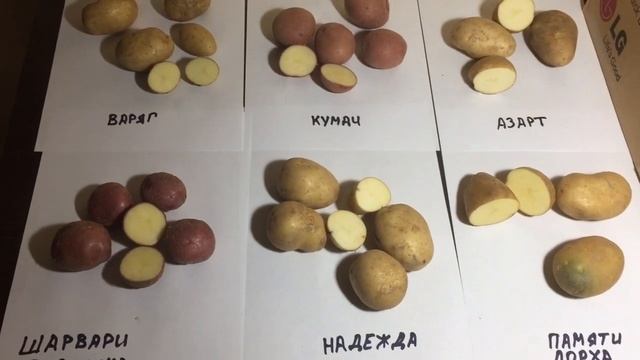 Семенной картофель (6 сортов) от КФХ Егорша смотреть онлайн