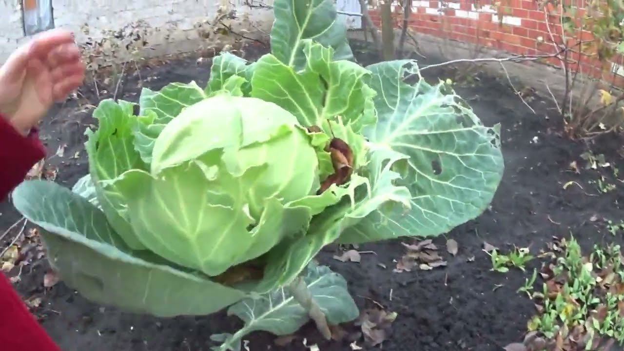 ПОСАДИЛИ ФУНДУК .
